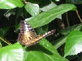 clipper butterfly on leaf